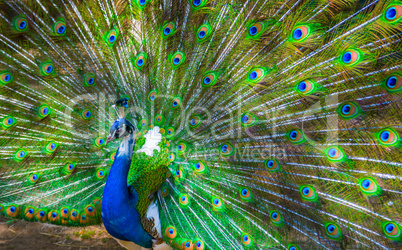 Portrait of beautiful peacock with feathers out