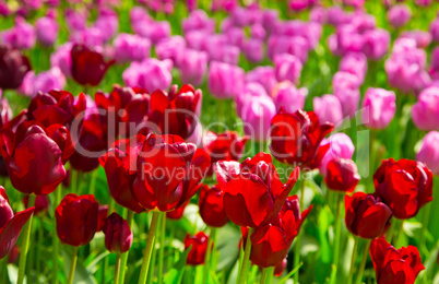 Fresh red tulips Glade in the Keukenhof garden