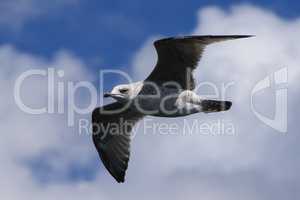 Juvenile Herring Gull, Larus argentatus, flying