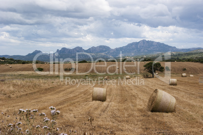 Sardinian harvest scene with mountains behind