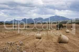 Sardinian harvest scene with mountains behind