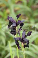 Two black iris flowers on blurred background