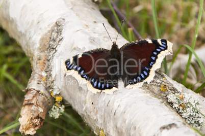 Camberwell Beauty butterfly, Nymphalis antiopa