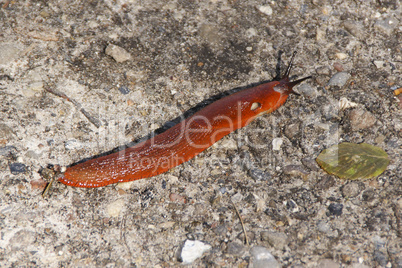 Red slug, Arion rufus, on the ground
