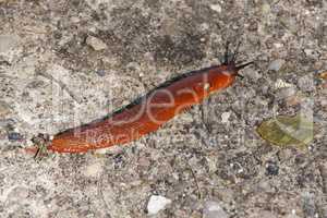 Red slug, Arion rufus, on the ground