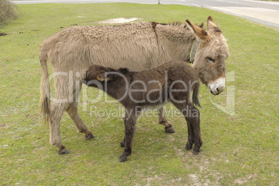Donkey with foal feeding on grass