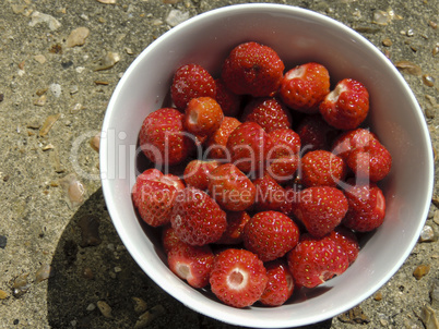 Bowl of freshly picked strawberries