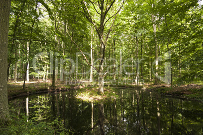 Mixed woodland with small pond