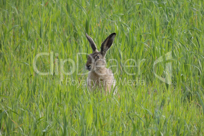 Brown hare in sitting green field