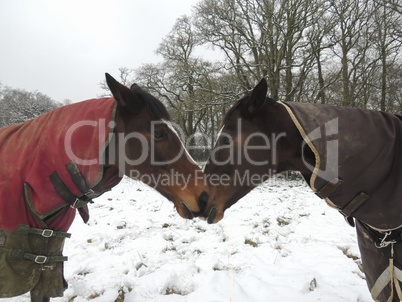 Thoroughbred and warmblood horses in winter