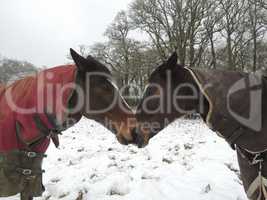 Thoroughbred and warmblood horses in winter