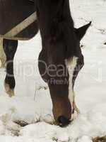 Thoroughbred horse grazing in snow