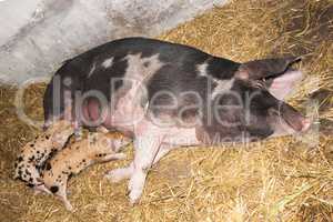 Danish landrace pig with piglets