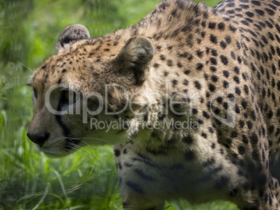 Close-up of Cheetah walking through grass