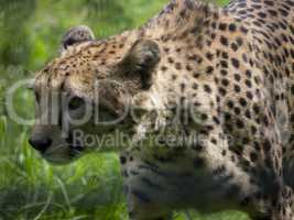 Close-up of Cheetah walking through grass