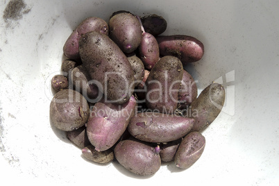 Bowl of purple potatoes with dirt still on