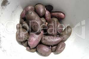 Bowl of purple potatoes with dirt still on