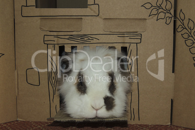 Lionhead rabbit looking out of cardboard castle