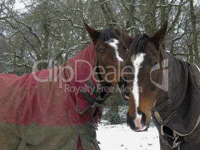 Warmblood and thoroughbred horses standing together in snow