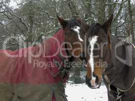 Warmblood and thoroughbred horses standing together in snow