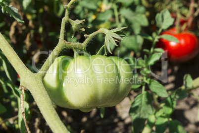 Ripe and unripe tomatoes on branches