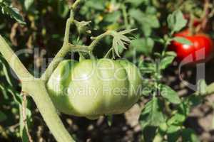 Ripe and unripe tomatoes on branches