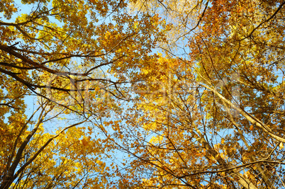 tree branches and yellow autumn leaves against the blue sky