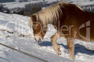 Horse in the snow
