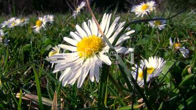 Gänseblümchen im Wind