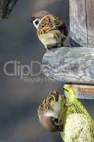 Zwei Spatzen (Sperlinge) am Vogelhäuschen