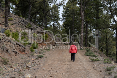 Weg am Pico de la Nieve, La Palma