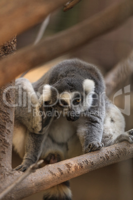 Lemur, Lemuroidea, is endemic to in Madagascar