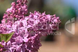 Common lilac plant, Syringa vulgaris