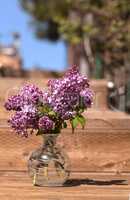 Common lilac plant, Syringa vulgaris