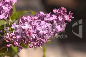 Common lilac plant, Syringa vulgaris
