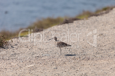 Long billed Dowitcher