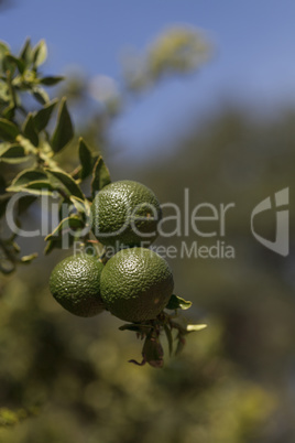 Lime fruit grows on the branch a lime tree