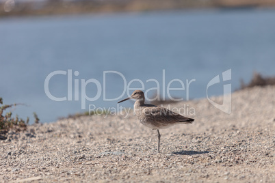 Long billed Dowitcher