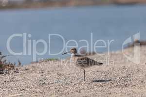 Long billed Dowitcher