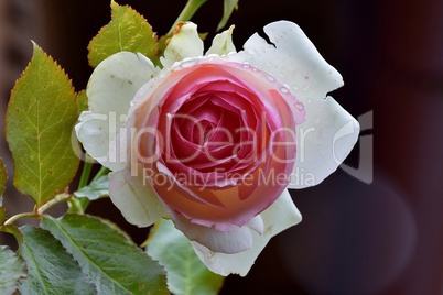 Rose Herberstein mit Wassertropfen