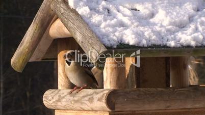 Ein Kernbeisser am schneebedeckten Vogelhaus