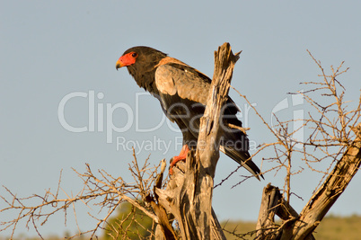 Eagle fasciated on a dead tree