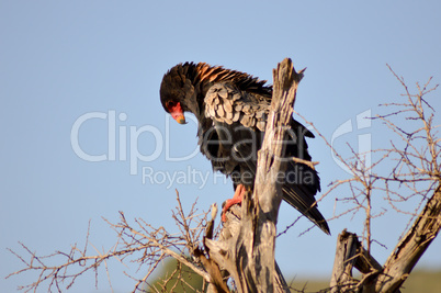 Eagle fasciated on a dead tree