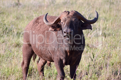Isolated Buffalo in Tsavo