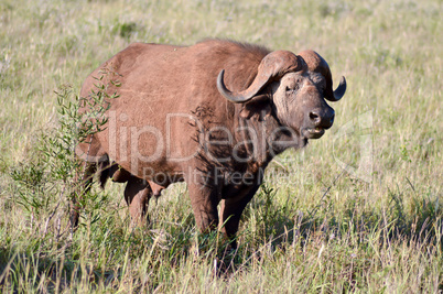 Isolated Buffalo in Tsavo