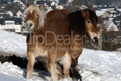 Two horses in snow land