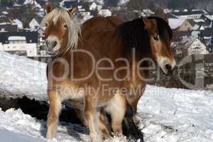 Two horses in snow land