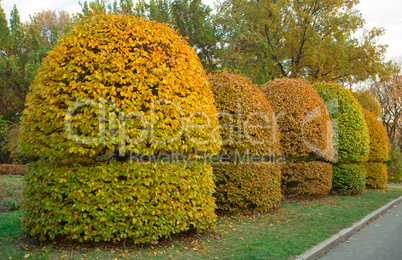Yellow trimmed bushes trees in the park.