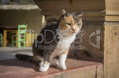 Street cat sitting and watching.