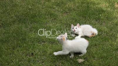Kitten playing on the grass